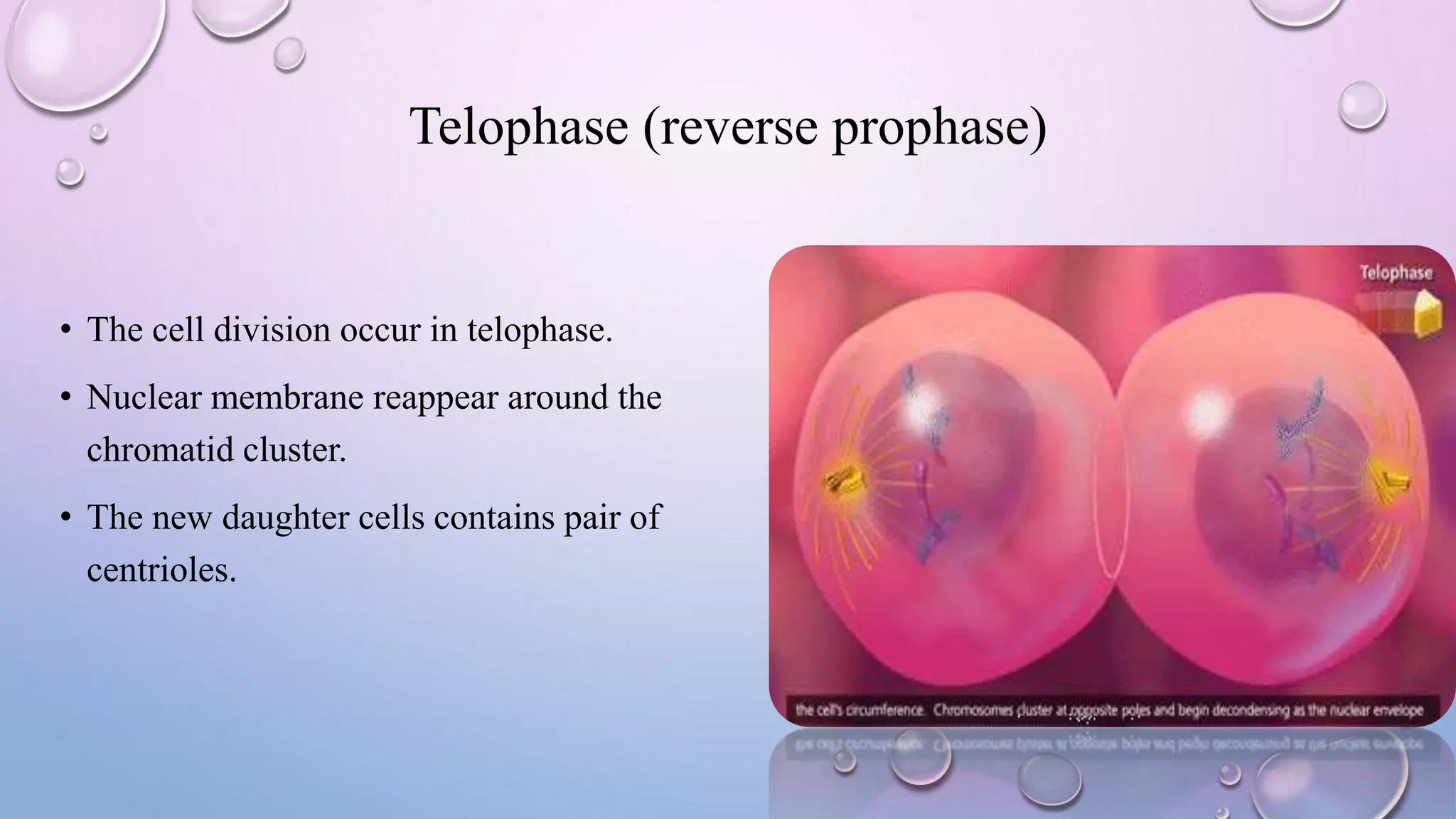 Telophase (reverse prophase)
• The cell division occur in telophase.
• Nuclear membrane reappear around the
chromatid cluster.
• The new daughter cells contains pair of
centrioles.
 
