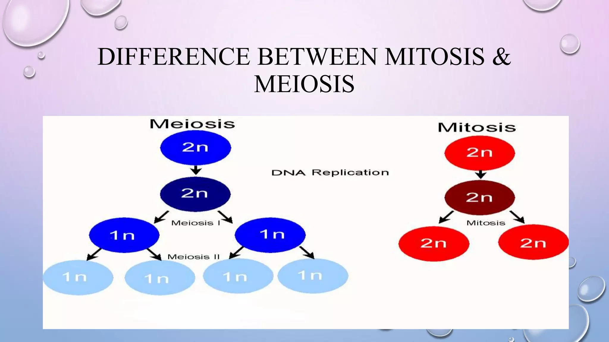 DIFFERENCE BETWEEN MITOSIS &
MEIOSIS
 