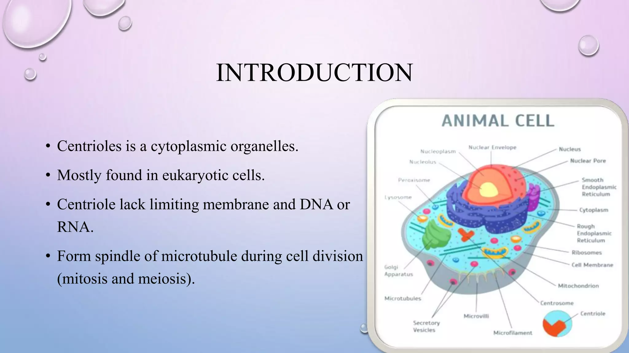INTRODUCTION
• Centrioles is a cytoplasmic organelles.
• Mostly found in eukaryotic cells.
• Centriole lack limiting membrane and DNA or
RNA.
• Form spindle of microtubule during cell division
(mitosis and meiosis).
 