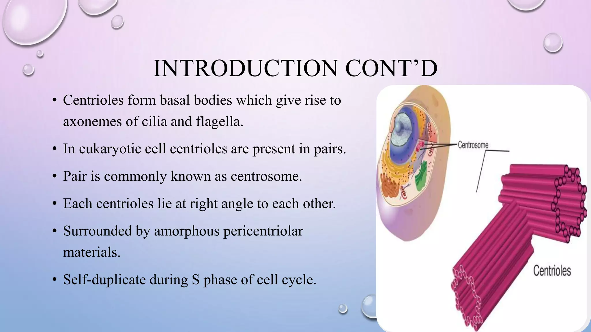 INTRODUCTION CONT’D
• Centrioles form basal bodies which give rise to
axonemes of cilia and flagella.
• In eukaryotic cell centrioles are present in pairs.
• Pair is commonly known as centrosome.
• Each centrioles lie at right angle to each other.
• Surrounded by amorphous pericentriolar
materials.
• Self-duplicate during S phase of cell cycle.
 