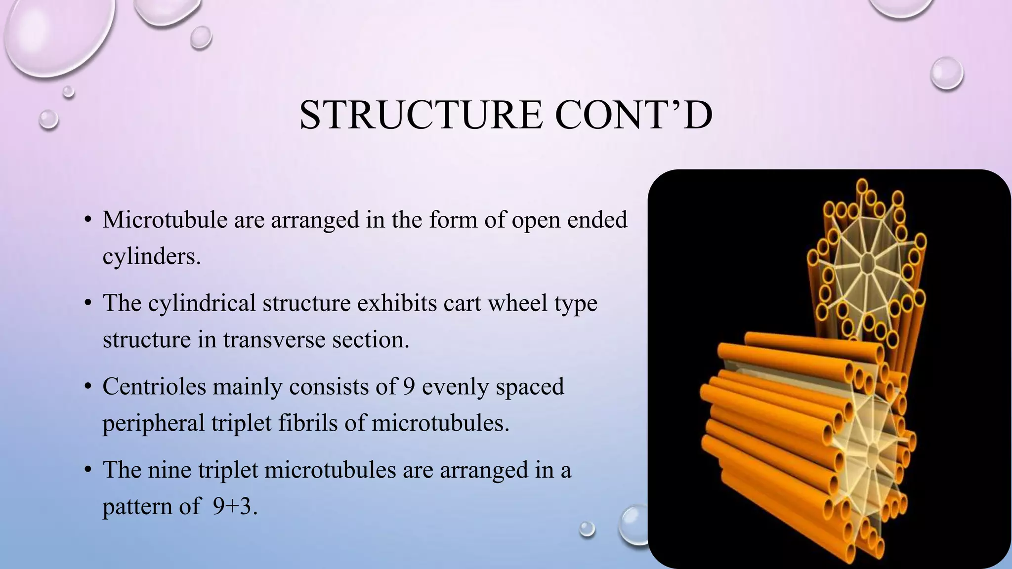 STRUCTURE CONT’D
• Microtubule are arranged in the form of open ended
cylinders.
• The cylindrical structure exhibits cart wheel type
structure in transverse section.
• Centrioles mainly consists of 9 evenly spaced
peripheral triplet fibrils of microtubules.
• The nine triplet microtubules are arranged in a
pattern of 9+3.
 