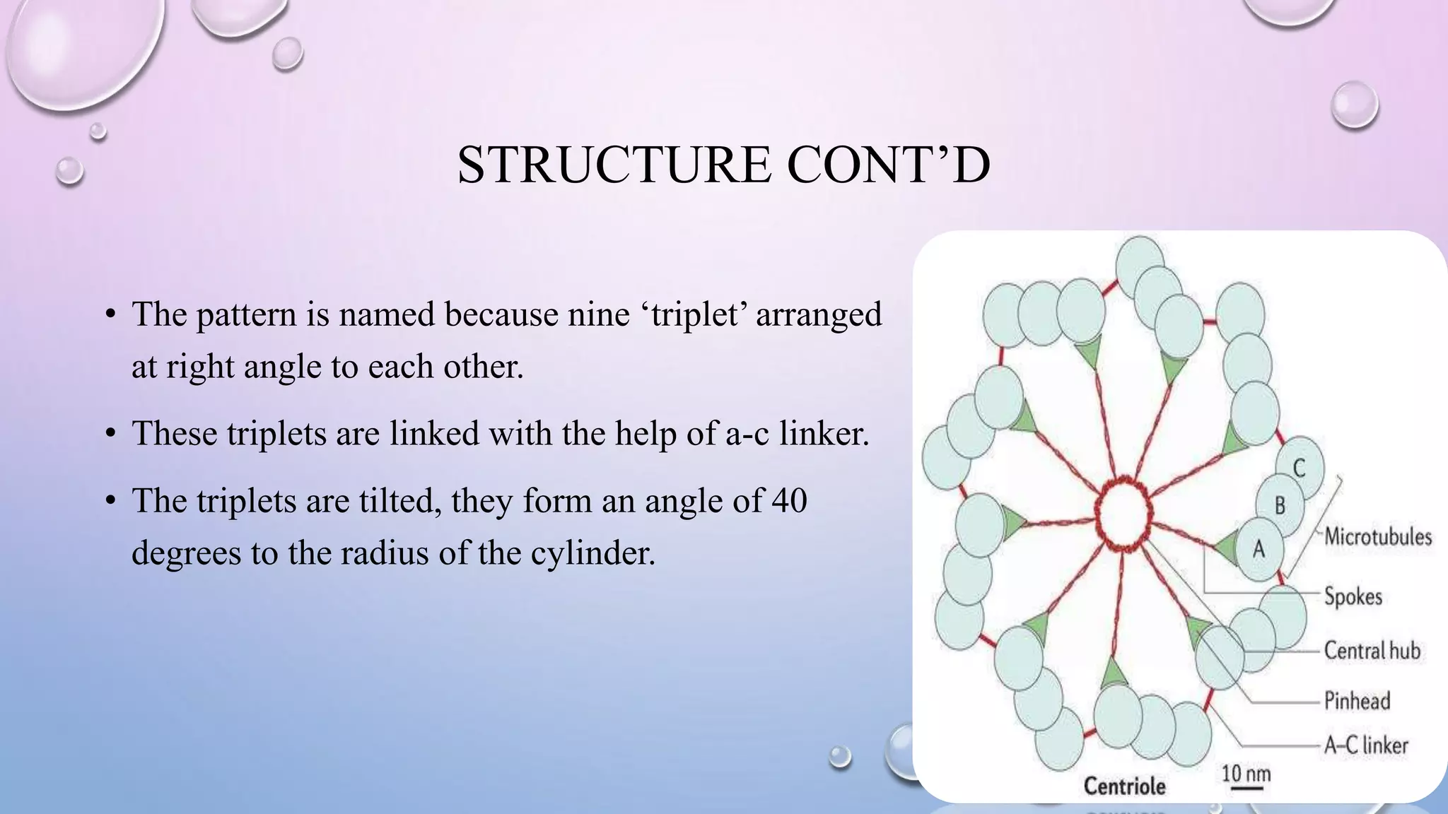 STRUCTURE CONT’D
• The pattern is named because nine ‘triplet’ arranged
at right angle to each other.
• These triplets are linked with the help of a-c linker.
• The triplets are tilted, they form an angle of 40
degrees to the radius of the cylinder.
 