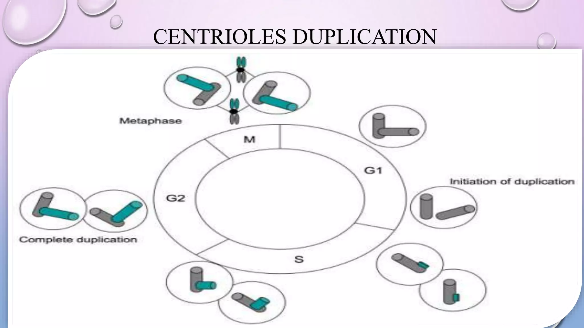 CENTRIOLES DUPLICATION
 