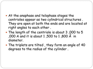  At the anaphase and telophase stages the
centrioles appear as two cylindrical structures .
They are open at both the ends and are located at
right angles to each other .
 The length of the centriole is about 3 ,000 to 5
,000 A and it is about 1 ,500 to 1 ,800 Ã in
diameter.
 The triplets are tilted , they form an angle of 40
degrees to the radius of the cylinder .
 