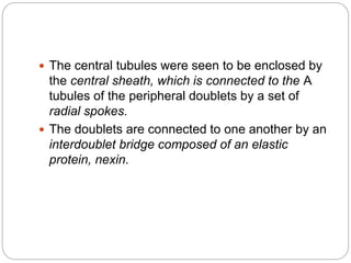  The central tubules were seen to be enclosed by
the central sheath, which is connected to the A
tubules of the peripheral doublets by a set of
radial spokes.
 The doublets are connected to one another by an
interdoublet bridge composed of an elastic
protein, nexin.
 