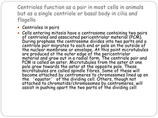 Centrioles function as a pair in most cells in animals
but as a single centriole or basal body in cilia and
flagella
 Centrioles in pairs
 Cells entering mitosis have a centrosome containing two pairs
of centrioles and associated pericentriolar material (PCM).
During prophase the centrosome divides into two parts and a
centriole pair migrates to each end or pole on the outside of
the nuclear membrane or envelope. At this point microtubules
are produced at the outer edge of the pericentriolar
material and grow out in a radial form. The centriole pair and
PCM is called an aster. Microtubules from the aster at one
pole grow towards the aster at the opposite pole. These
microtubules are called spindle fibres. Some of these will
become attached by centromeres to chromosomes lined up on
the ‘equator’ of the dividing cell. Others, though not
attached to chromatids/chromosomes by centromeres, will
assist in pushing apart the two parts of the dividing cell
 