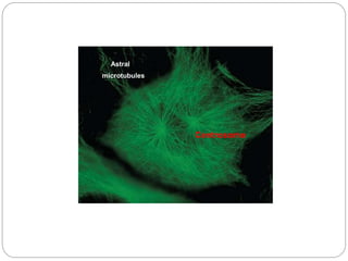 Astral
microtubules
Centrosome
 