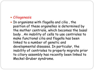  Ciliogenesis
 In organisms with flagella and cilia , the
position of these organelles is determined by
the mother centriole, which becomes the basal
body . An inability of cells to use centrioles to
make functional cilia and flagella has been
linked to a number of genetic and
developmental diseases. In particular, the
inability of centrioles to properly migrate prior
to ciliary assembly has recently been linked to
Meckel-Gruber syndrome.
 