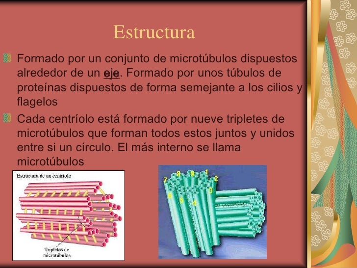 Funcion Y Estructura De Los Centriolos Dinami Funcion Y Estructura De Los Centriolos Dinami