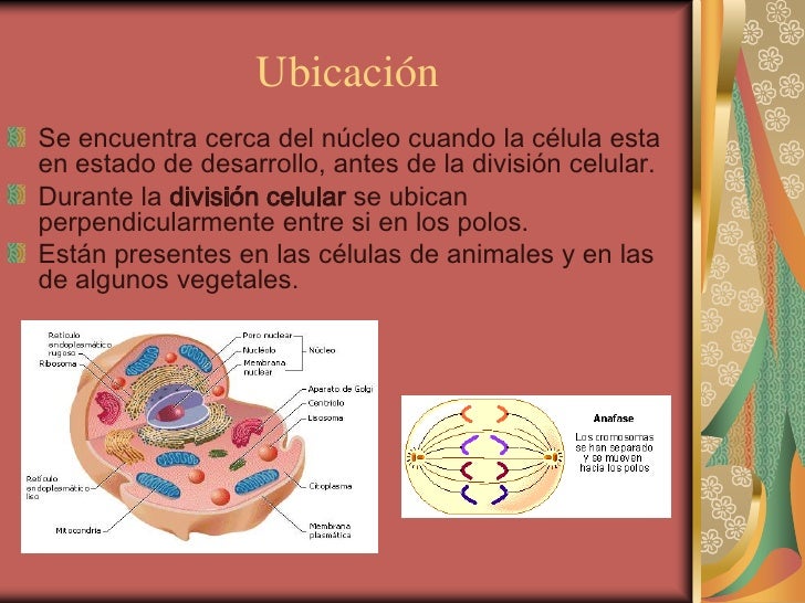La análisis de sangre en los parásitos que esto