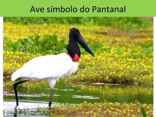 Ave símbolo do Pantanal
 