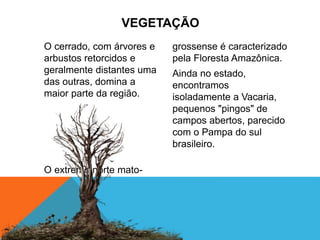 VEGETAÇÃO
O cerrado, com árvores e
arbustos retorcidos e
geralmente distantes uma
das outras, domina a
maior parte da região.
O extremo norte mato-
grossense é caracterizado
pela Floresta Amazônica.
Ainda no estado,
encontramos
isoladamente a Vacaria,
pequenos "pingos" de
campos abertos, parecido
com o Pampa do sul
brasileiro.
 