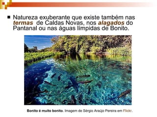 Natureza exuberante que existe também nas  termas   de Caldas Novas, nos  alagados  do Pantanal ou nas águas límpidas de Bonito. Bonito é muito bonito . Imagem de Sérgio Araújo Pereira em  Flickr . 