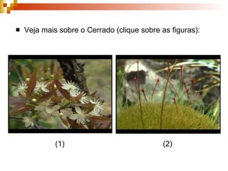 Veja mais sobre o Cerrado (clique sobre as figuras): (1) (2) 