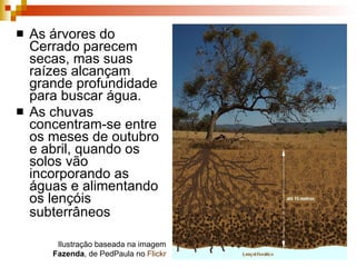 As árvores do Cerrado parecem secas, mas suas raízes alcançam grande profundidade para buscar água.  As chuvas concentram-se entre os meses de outubro e abril, quando os solos vão incorporando as águas e alimentando os lençóis subterrâneos   Ilustração baseada na imagem  Fazenda , de PedPaula no  Flickr 
