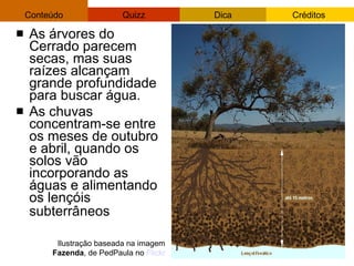 As árvores do Cerrado parecem secas, mas suas raízes alcançam grande profundidade para buscar água.  As chuvas concentram-se entre os meses de outubro e abril, quando os solos vão incorporando as águas e alimentando os lençóis subterrâneos   Ilustração baseada na imagem  Fazenda , de PedPaula no  Flickr 