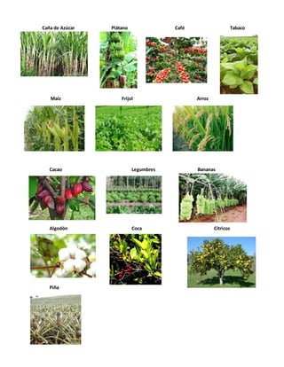 Caña de Azúcar Plátano Café Tabaco
Maíz Frijol Arroz
Cacao Legumbres Bananas
Algodón Coca Cítricos
Piña