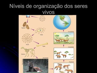 Níveis de organização dos seres vivos 