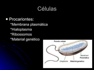 Células Procariontes: *Membrana plasmática *Hialoplasma *Ribossomos *Material genético 