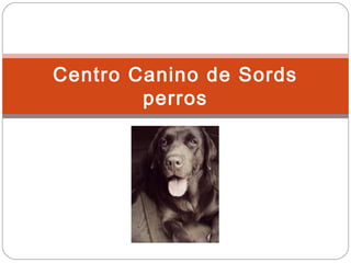 Centro Canino de Sords
        perros
 