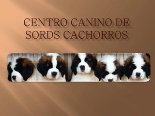 Centro canino de sords razas cachorros