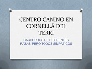 CENTRO CANINO EN
  CORNELLÁ DEL
     TERRI
  CACHORROS DE DIFERENTES
RAZAS, PERO TODOS SIMPÁTICOS
 
