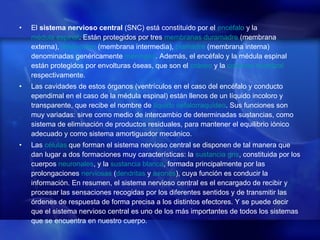 El  sistema nervioso central  (SNC) está constituido por el  encéfalo  y la  médula espinal . Están protegidos por tres  membranas   duramadre  (membrana externa),  aracnoides  (membrana intermedia),  piamadre  (membrana interna) denominadas genéricamente  meninges . Además, el encéfalo y la médula espinal están protegidos por envolturas óseas, que son el  cráneo  y la  columna vertebral  respectivamente. Las cavidades de estos órganos (ventrículos en el caso del encéfalo y conducto ependimal en el caso de la médula espinal) están llenos de un líquido incoloro y transparente, que recibe el nombre de  líquido cefalorraquídeo . Sus funciones son muy variadas: sirve como medio de intercambio de determinadas sustancias, como sistema de eliminación de productos residuales, para mantener el equilibrio iónico adecuado y como sistema amortiguador mecánico. Las  células  que forman el sistema nervioso central se disponen de tal manera que dan lugar a dos formaciones muy características: la  sustancia gris , constituida por los cuerpos  neuronales , y la  sustancia blanca , formada principalmente por las prolongaciones  nerviosas  ( dendritas  y  axones ), cuya función es conducir la información. En resumen, el sistema nervioso central es el encargado de recibir y procesar las sensaciones recogidas por los diferentes sentidos y de transmitir las órdenes de respuesta de forma precisa a los distintos efectores. Y se puede decir que el sistema nervioso central es uno de los más importantes de todos los sistemas que se encuentra en nuestro cuerpo. 