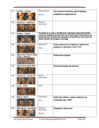 CENTRO DE ESTUDIO E INVESTIGACIÓN DE BIOMAGNETISMO HOLÍSTICO Y TÉCNICAS BIOENERGÉTICAS PARA EL DESARROLLO HUMANO A. C.
Lic. Jorge Tapia Márquez e-mail; mnjorgetapia@hotmail.com Página 60
131 Laringe – Laringe Bacilo pertusis
Bacteria
Tos crónica mientras está el bacilo,
problemas respiratorios
132 Latisimus – Latisimus Yersinia
pneumoniae
133 Lengua – Lengua Escabiosis o sama. Problemas cutáneos tipo dermatitis,
causa la alopecia ariata (se cae el pelo por mechones), se
trasmite por el pelo de animales al asociarse con otro da
falso cáncer de lengua o laringe
134 Ligamento Hepático-Riñón Der Adenovirus
Virus
Fiebre, distensión de abdomen, inflamación
ganglionar y glandular. Falso “VIH”
135 Ligamento interno abajo
rótula – Maléolo
Disfunción hígado
136 Lóbulo posterior Hígado–Riñón Desintoxicación de toxinas
137 Lumbar 4ª – Lumbar 4ª Nisseria
gonorrhoeae
138 Lunar – Riñón Hanta
139 Malar- Malar Enterovirus
Virus
Dolor de cabeza, mareo, diarrea, se
confunde con “VIH”
140 Mandíbula – Mandíbula Neisseria
gonorreae
Bacteria
Gingivitis, Gonorrea
 