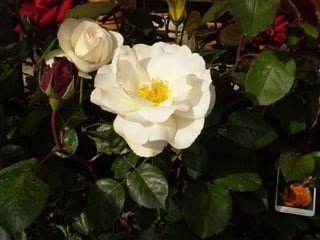 Centro de jardinería