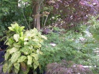 Centro de jardinería