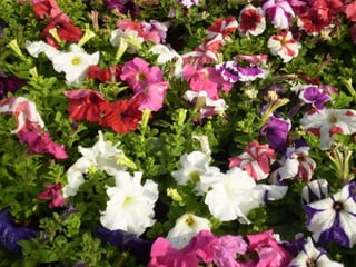 Centro de jardinería