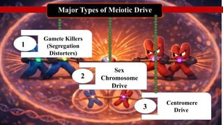 Centromere Drive The Tug of War Inside Meiosis that Fuels Evolutionary ...