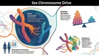 Centromere Drive The Tug of War Inside Meiosis that Fuels Evolutionary ...