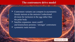 Centromere Drive The Tug of War Inside Meiosis that Fuels Evolutionary ...