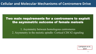 Centromere Drive The Tug of War Inside Meiosis that Fuels Evolutionary ...