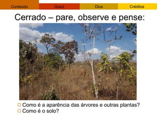 Como é a aparência das árvores e outras plantas? Como é o solo? Cerrado – pare, observe e pense:  