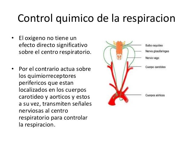 Centro respiratorio