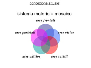 concezione attuale:

sistema motorio = mosaico
aree frontali
aree parietali

aree uditive

aree visive

aree tattili

 