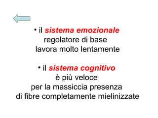 • il sistema emozionale
regolatore di base
lavora molto lentamente
• il sistema cognitivo
è più veloce
per la massiccia presenza
di fibre completamente mielinizzate

 