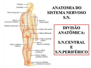 ANATOMIA DO
SISTEMA NERVOSO
S.N.
DIVISÃO
ANATÔMICA:
S.N.CENTRAL
E
S.N.PERIFÉRICO
 
