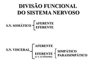 DIVISÃO FUNCIONAL
DO SISTEMA NERVOSO
S.N. SOMÁTICO
AFERENTE
EFERENTE
S.N. VISCERAL
AFERENTE
EFERENTE
(S. N. AUTÔNOMO)
SIMPÁTICO
PARASSIMPÁTICO
 