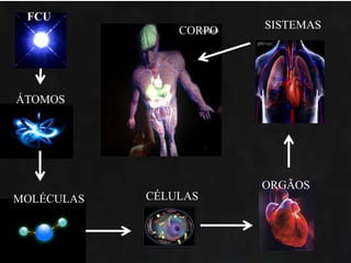 FCU
ÁTOMOS
MOLÉCULAS CÉLULAS
ORGÃOS
SISTEMASCORPO
 