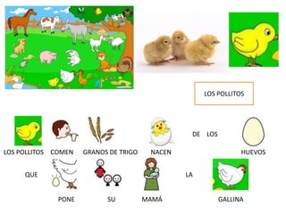 LOS POLLITOS
DE LOS
QUE LA
LOS POLLITOS COMEN GRANOS DE TRIGO NACEN HUEVOS
PONE SU MAMÁ GALLINA