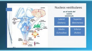 Centros neuronales de la audición y el equilibrio | PPTX