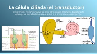 Centros neuronales de la audición y el equilibrio | PPTX