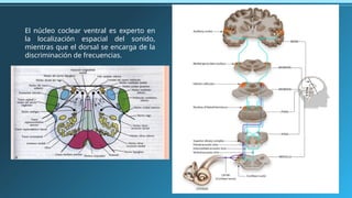 Centros neuronales de la audición y el equilibrio | PPTX