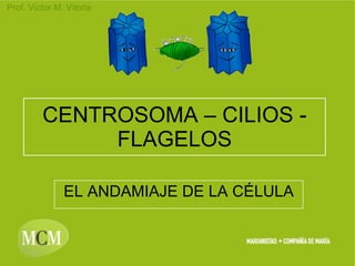 CENTROSOMA – CILIOS - FLAGELOS EL ANDAMIAJE DE LA CÉLULA 