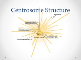 Centrosome Structure
 
