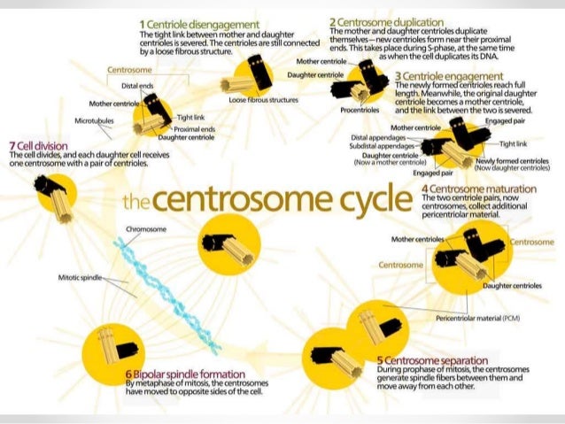 Centrosome