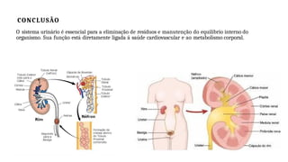 CONCLUSÃO
O sistema urinário é essencial para a eliminação de resíduos e manutenção do equilíbrio interno do
organismo. Sua função está diretamente ligada á saúde cardiovascular e ao metabolismo corporal.
 